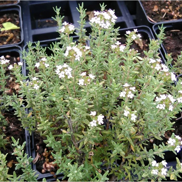 Thymus vulgaris - Kakukkfű