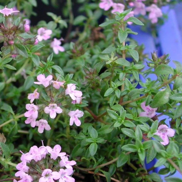 Thymus vulgaris - Kakukkfű