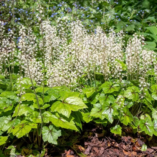 Tiarella wherryi - Karéjos turbántok