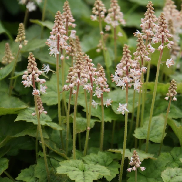 Tiarella wherryi - Karéjos turbántok