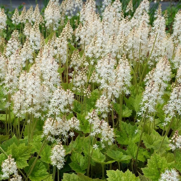 Tiarella wherryi - Karéjos turbántok