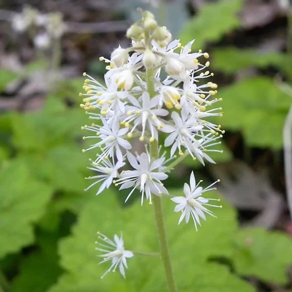 Tiarella wherryi - Karéjos turbántok