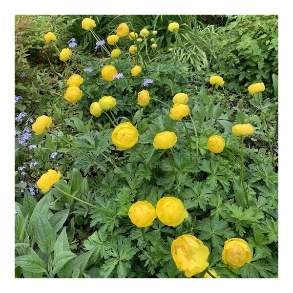 Trollius europaeus - Európai zergeboglár