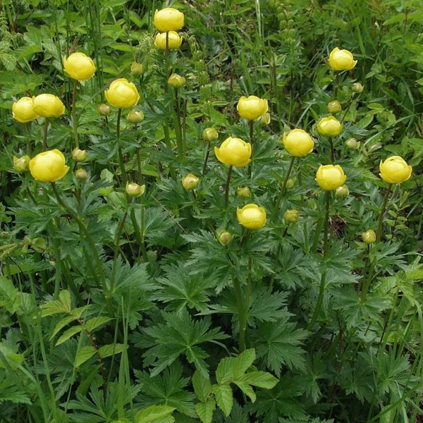 Trollius europaeus - Európai zergeboglár