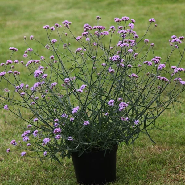 Verbena bonariensis 'Lollipop' – Ernyős verbéna, vasfű