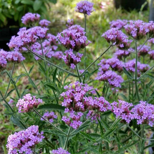 Verbena bonariensis 'Lollipop' – Ernyős verbéna, vasfű