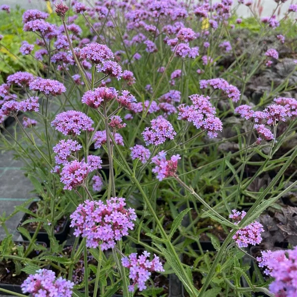 Verbena bonariensis 'Lollipop' – Ernyős verbéna, vasfű