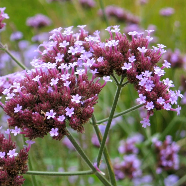 Verbena bonariensis – Ernyős verbéna, vasfű