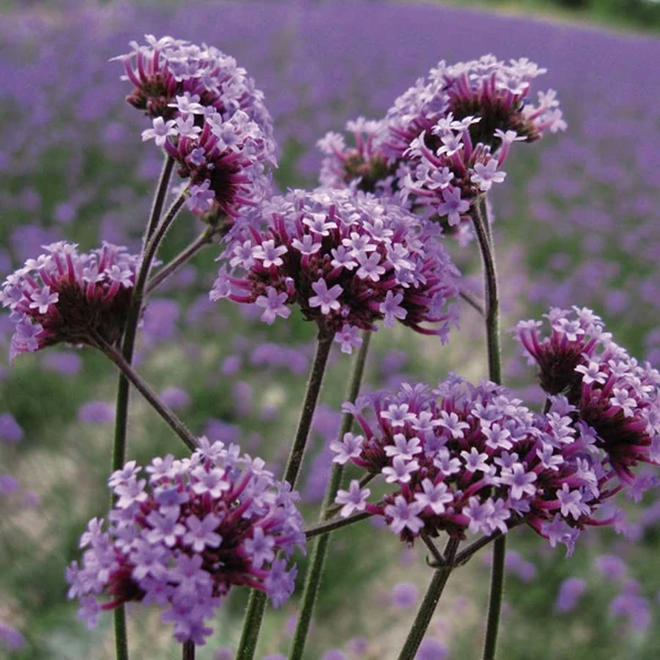 Verbena bonariensis – Ernyős verbéna, vasfű