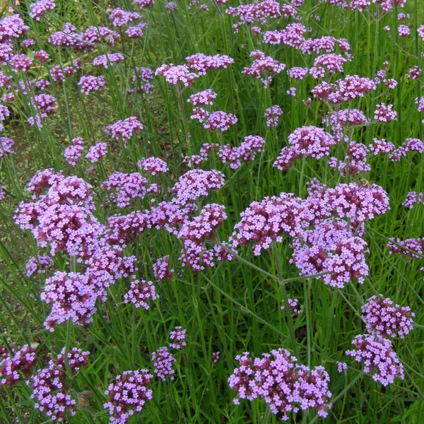 Verbena bonariensis – Ernyős verbéna, vasfű