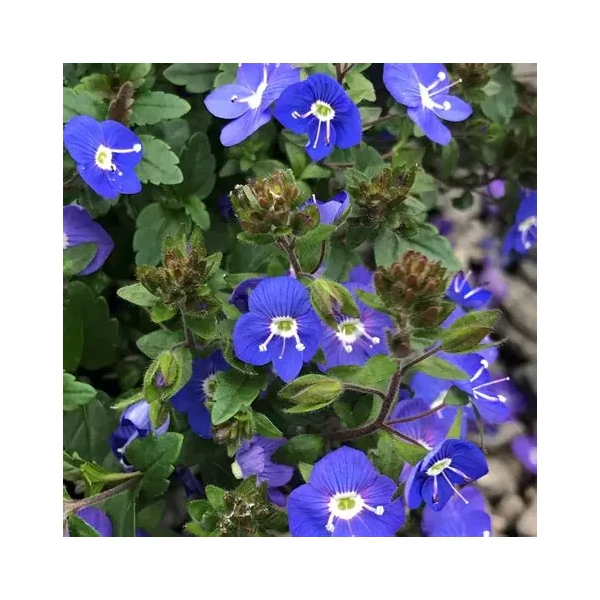 Veronica peduncularis 'Georgia Blue' – Grúz veronika
