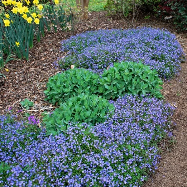 Veronica peduncularis 'Georgia Blue' – Grúz veronika