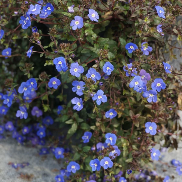 Veronica peduncularis 'Georgia Blue' – Grúz veronika