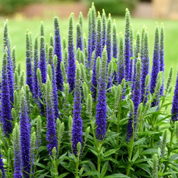 Veronica spicata 'Ulster Dwarf Blue' - Veronika