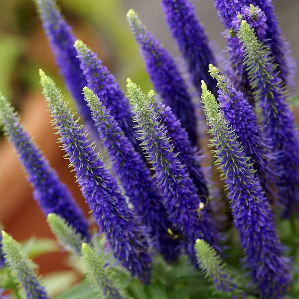 Veronica spicata 'Ulster Dwarf Blue' - Veronika