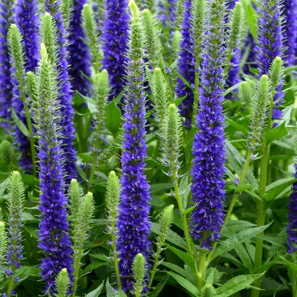 Veronica spicata 'Ulster Dwarf Blue' - Veronika