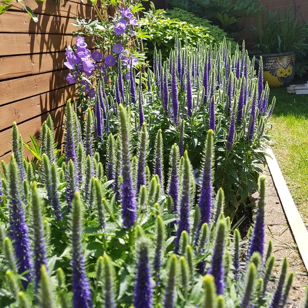 Veronica spicata 'Ulster Dwarf Blue' - Veronika