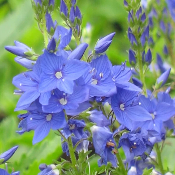 Veronica teucrium/austriaca 'Knallblau' - Gamandor veronika
