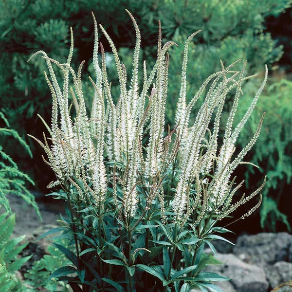 Veronicastrum virginicum 'Album' – Virginiai veronika