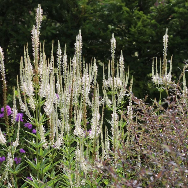 Veronicastrum virginicum 'Album' – Virginiai veronika