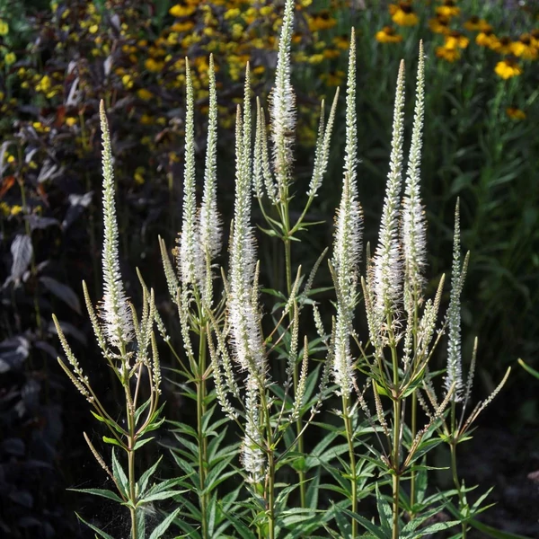 Veronicastrum virginicum 'Album' – Virginiai veronika