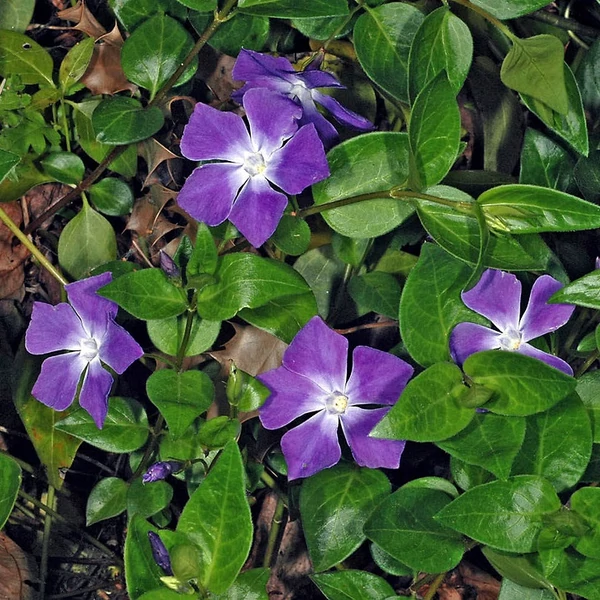 Vinca major - Nagy meténg, nagy télizöld
