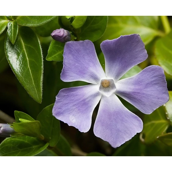 Vinca major - Nagy meténg, nagy télizöld