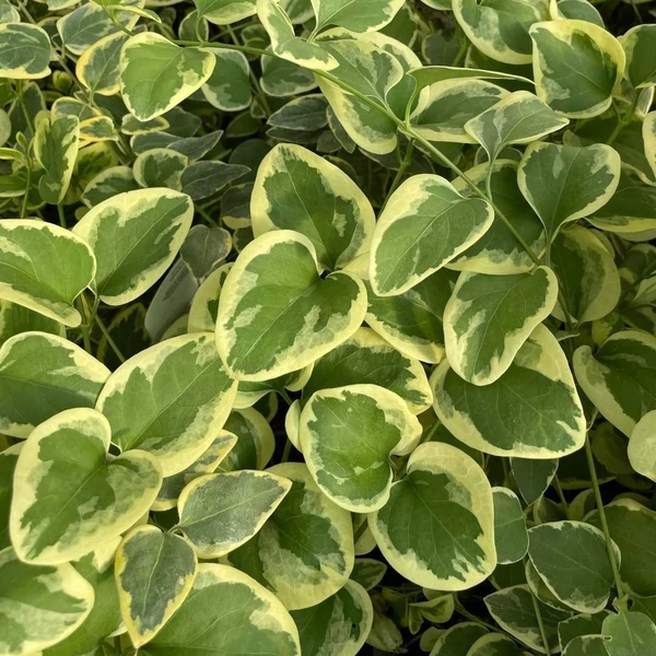 Vinca major 'Variegata' - Nagy meténg, nagy télizöld (kék)