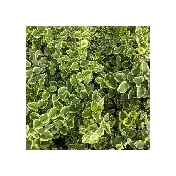 Vinca major 'Variegata' - Nagy meténg, nagy télizöld (kék)