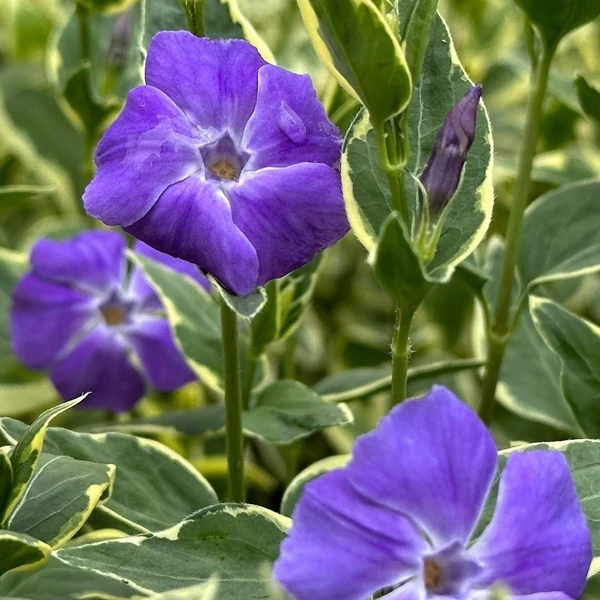Vinca major 'Variegata' - Nagy meténg, nagy télizöld (kék)