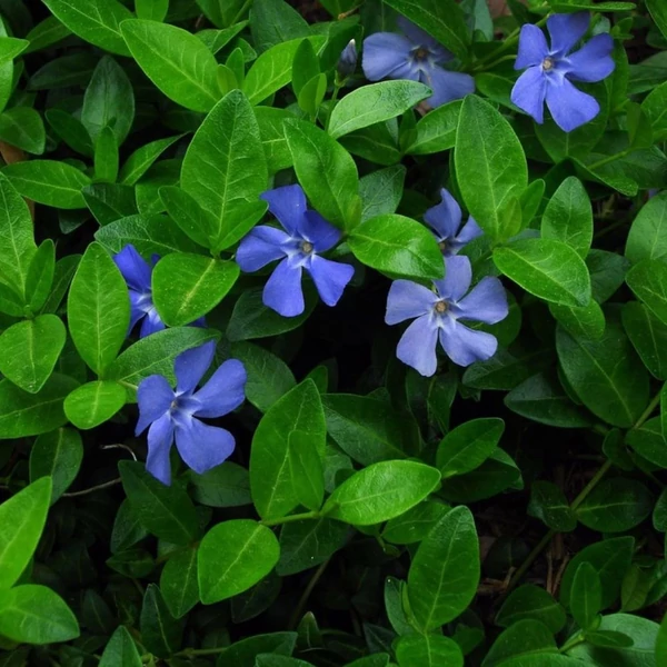 Vinca minor - Kis télizöld (kék)