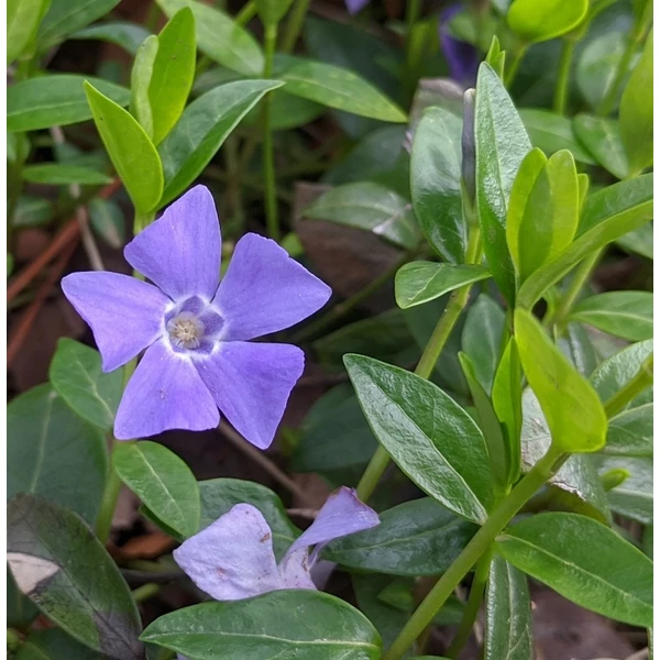 Vinca minor - Kis télizöld (kék)