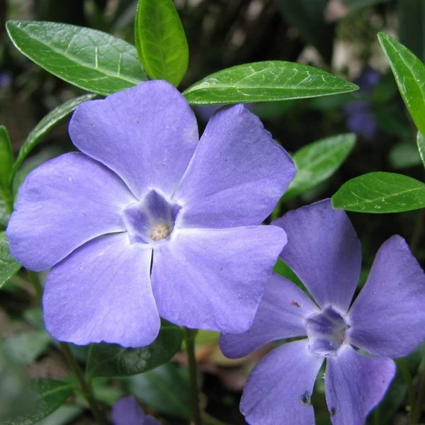 Vinca minor - Kis télizöld (kék)