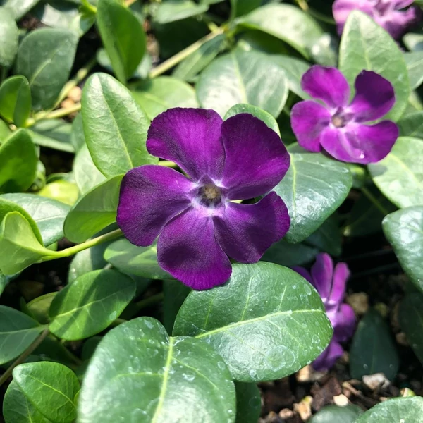 Vinca minor 'Atropurpurea' - Kis télizöld