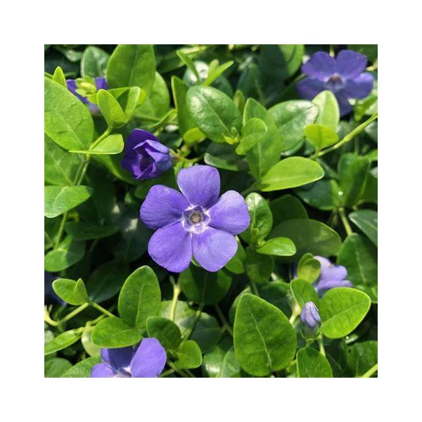 Vinca minor 'Bowles Variety' – Kis télizöld