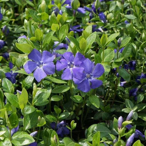 Vinca minor 'Bowles Variety' – Kis télizöld
