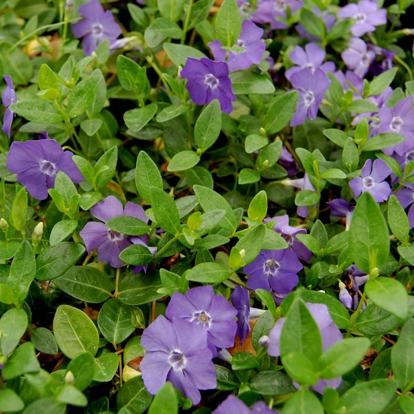 Vinca minor 'Bowles Variety' – Kis télizöld