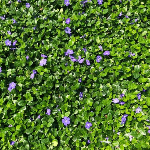 Vinca minor 'Bowles Variety' – Kis télizöld