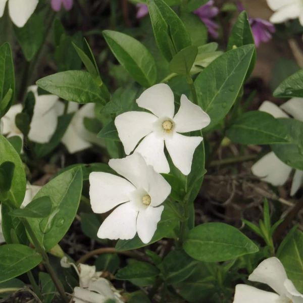 Vinca minor 'Elisa' – Kis télizöld
