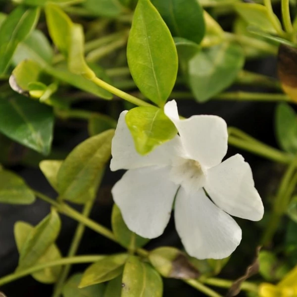 Vinca minor 'Elisa' – Kis télizöld