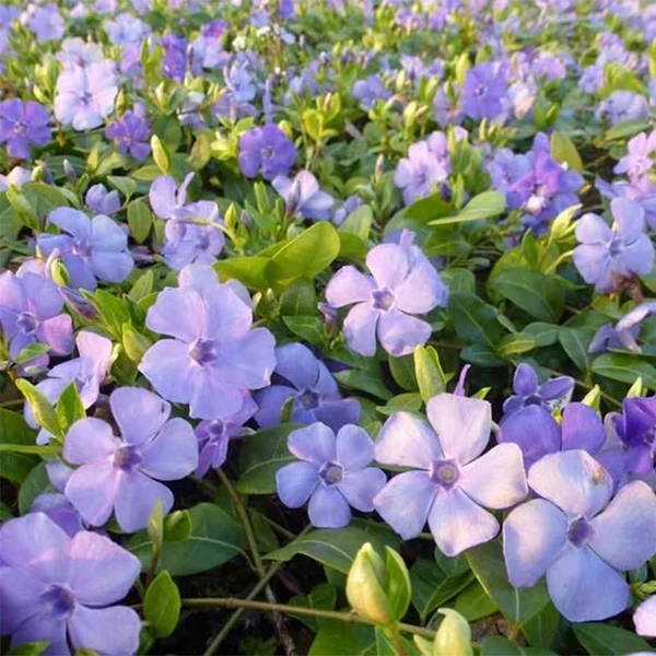 Vinca minor 'Flower Power' - Kis télizöld