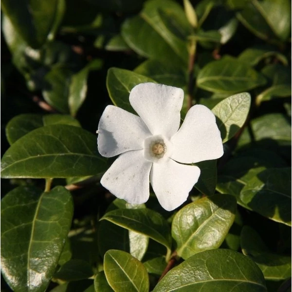 Vinca minor 'White Power' - Kis télizöld