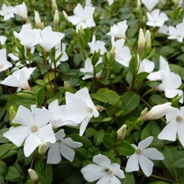 Vinca minor 'White Power' - Kis télizöld