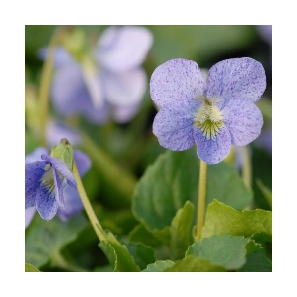 Viola sororia 'Dark Freckles' – Pillangós árvácska