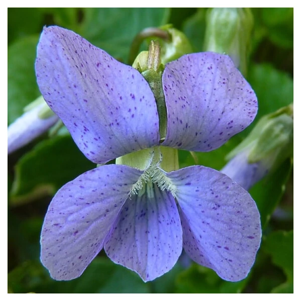 Viola sororia 'Dark Freckles' – Pillangós árvácska
