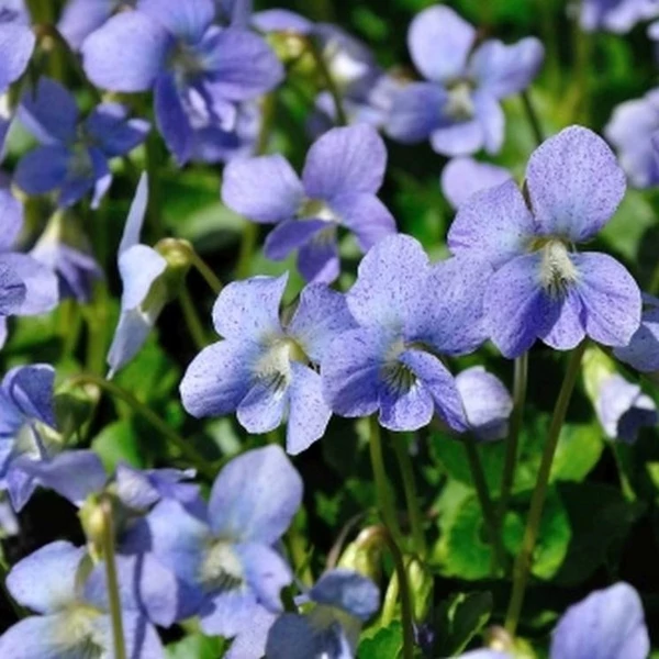 Viola sororia 'Dark Freckles' – Pillangós árvácska