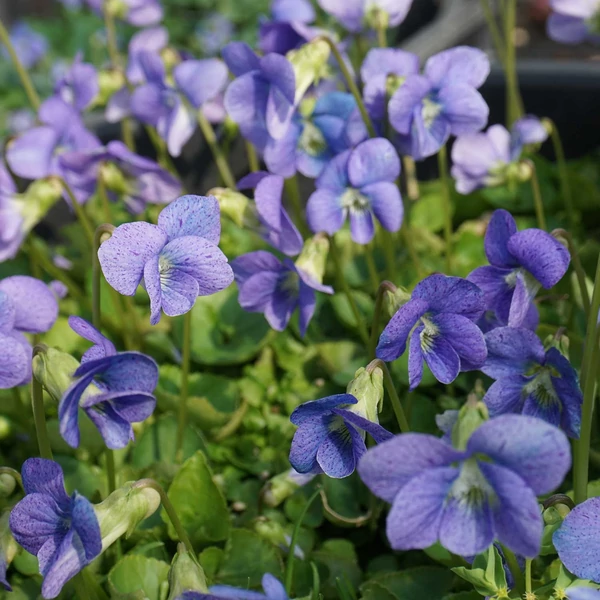 Viola sororia 'Dark Freckles' – Pillangós árvácska