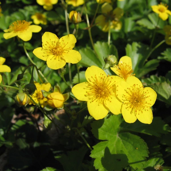 Waldsteinia ternata - Indás berkipimpó