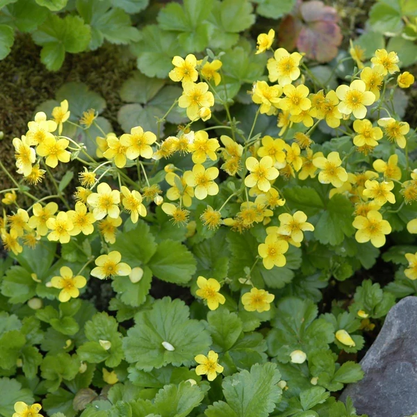 Waldsteinia ternata - Indás berkipimpó