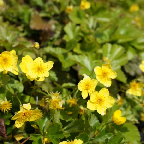 Waldsteinia ternata - Indás berkipimpó